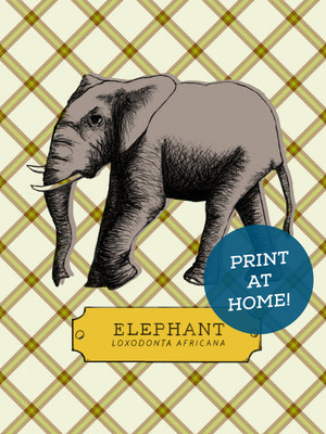 Illustrated Elephant Printable
