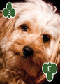 DOGS AND PUPPIES