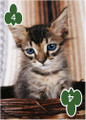 CATS AND KITTENS