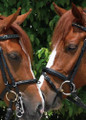 HORSES