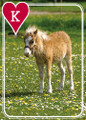 BABY HORSES