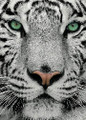 ENDANGERED ANIMALS