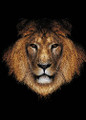 WILD ANIMALS