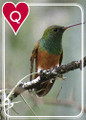 HUMMINGBIRDS