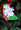 Sled Ornament family of 2