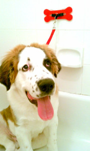  The Pet Pal