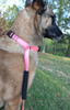 This innovative dog leash will help simplify dog leashing tasks, save time, and minimize frustrations with ordinary leashes and collars.  This amazing leash creates simplicity for most dog owners on a daily ...
