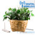 Digital Wireless Plant Hidden Camera