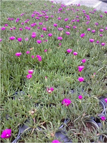 Delosperma 