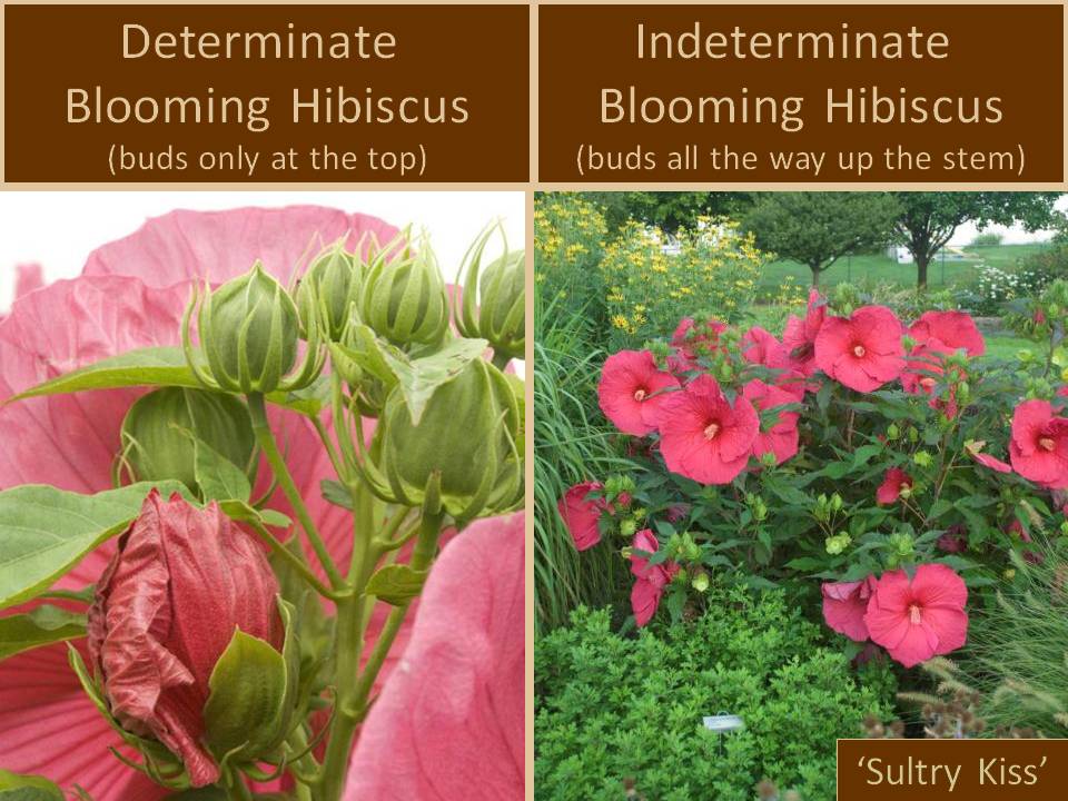 Not all Hibiscus are created equal Bloomin Designs Nursery