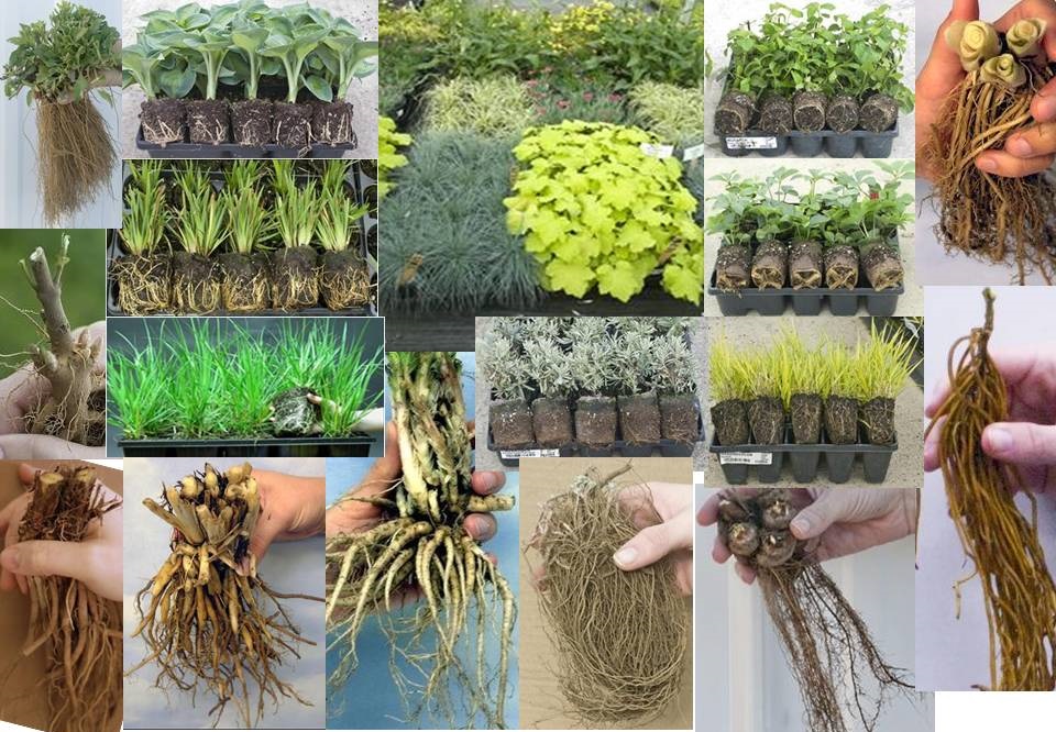 Buy Perennial Plants