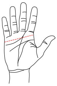freehands-size-chart.gif