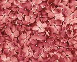 Lexington - Hydrangea Packed Flowers Dark Pink Red from Maywood Studio Fabric