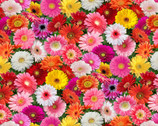 Burst of Color - Gerbera Daisies Multi from Elizabeth’s Studio Fabric