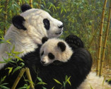 Endangered - Giant Panda PANEL 35 Inches from David Textiles Fabrics