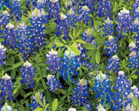 Flowers of Friendship - Bluebonnet Flowers Blue from Benartex Fabrics