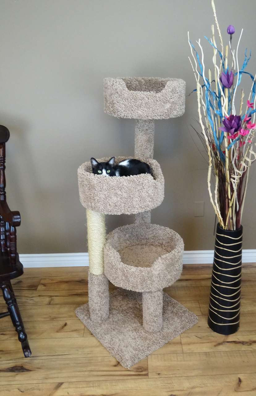 instal the new version for ios Cat Condo