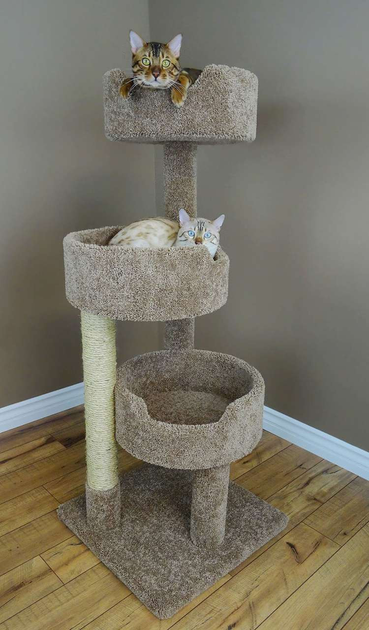 Cat Condo download the new version for android