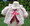 Minky Coat pattern by Kari Mecca