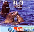 可爱的动物—海豹