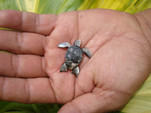 Honu