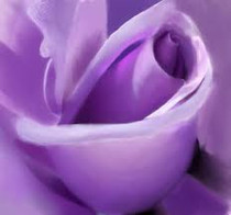Lavender Rose Sea Scrub