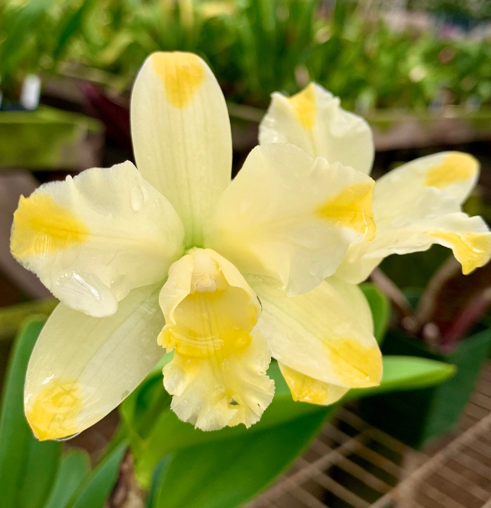 Blc. Solar Flare 'Paradise' - Fantasy Orchids