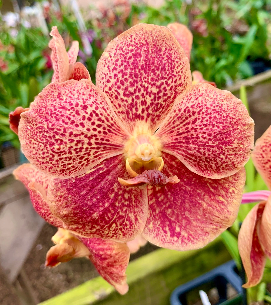 Ascocenda Adisak Happiness '261' - Fantasy Orchids