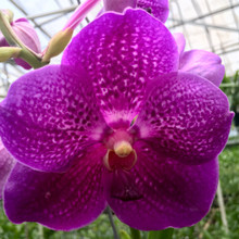 Vanda Pure's Wax - Fantasy Orchids