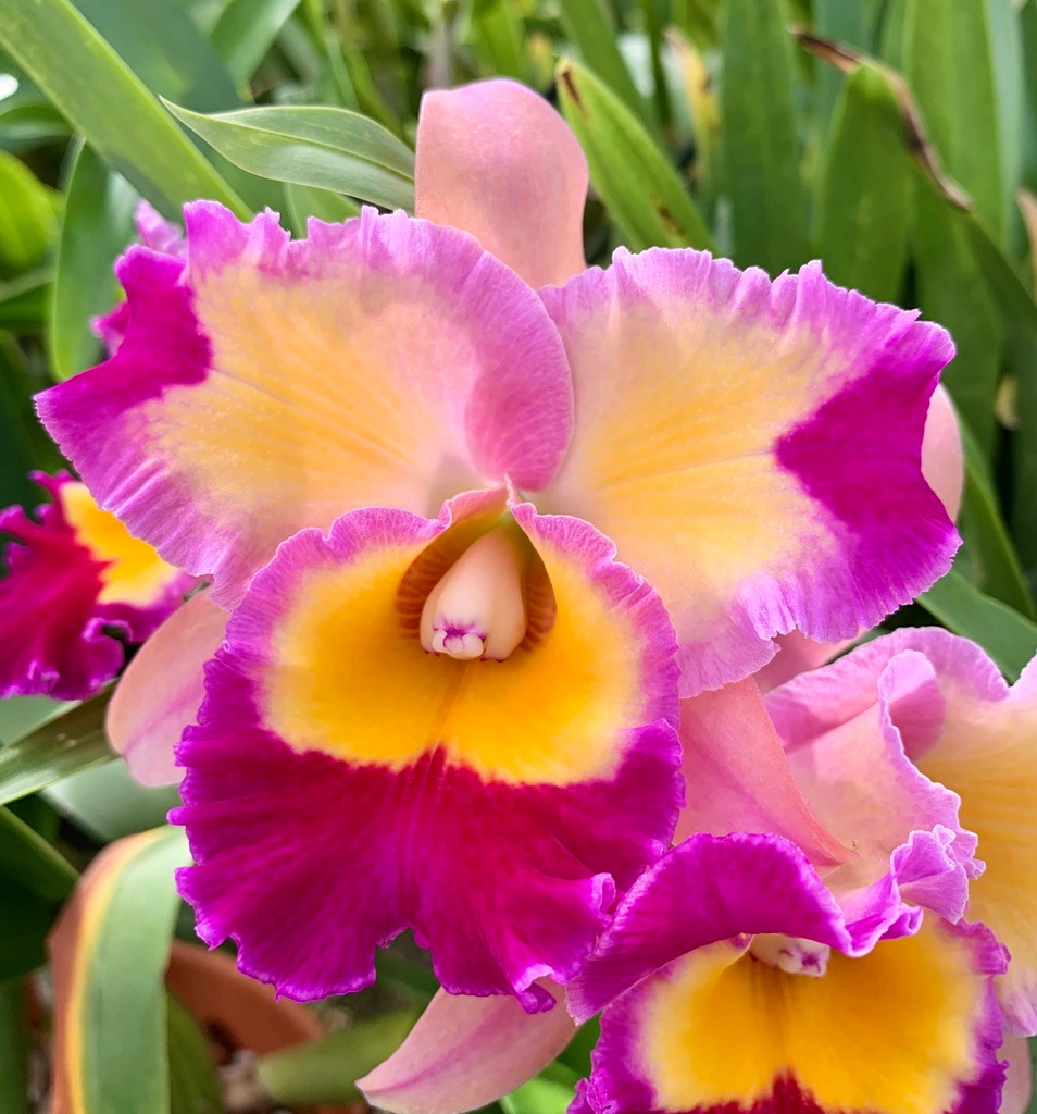 Potinara Dick Smith 'Paradise' - Fantasy Orchids