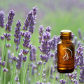 Lavender Oil - 1/2 ounce