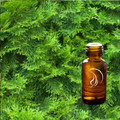 Cypress Oil - 1/2 Ounce