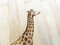Giraffe Personalized Name Cutting Board