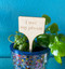 Funny plant stakes - Set of 5