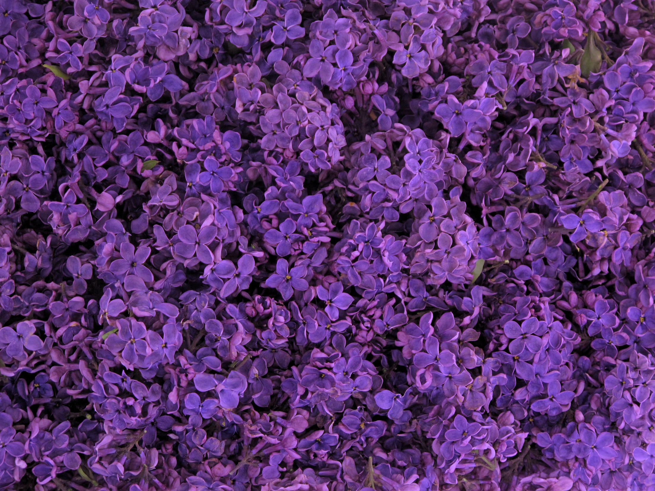 light lilac purple
