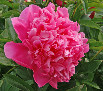 Fresh Cut Peonies Pre-order Special - Flyboy Naturals, LLC