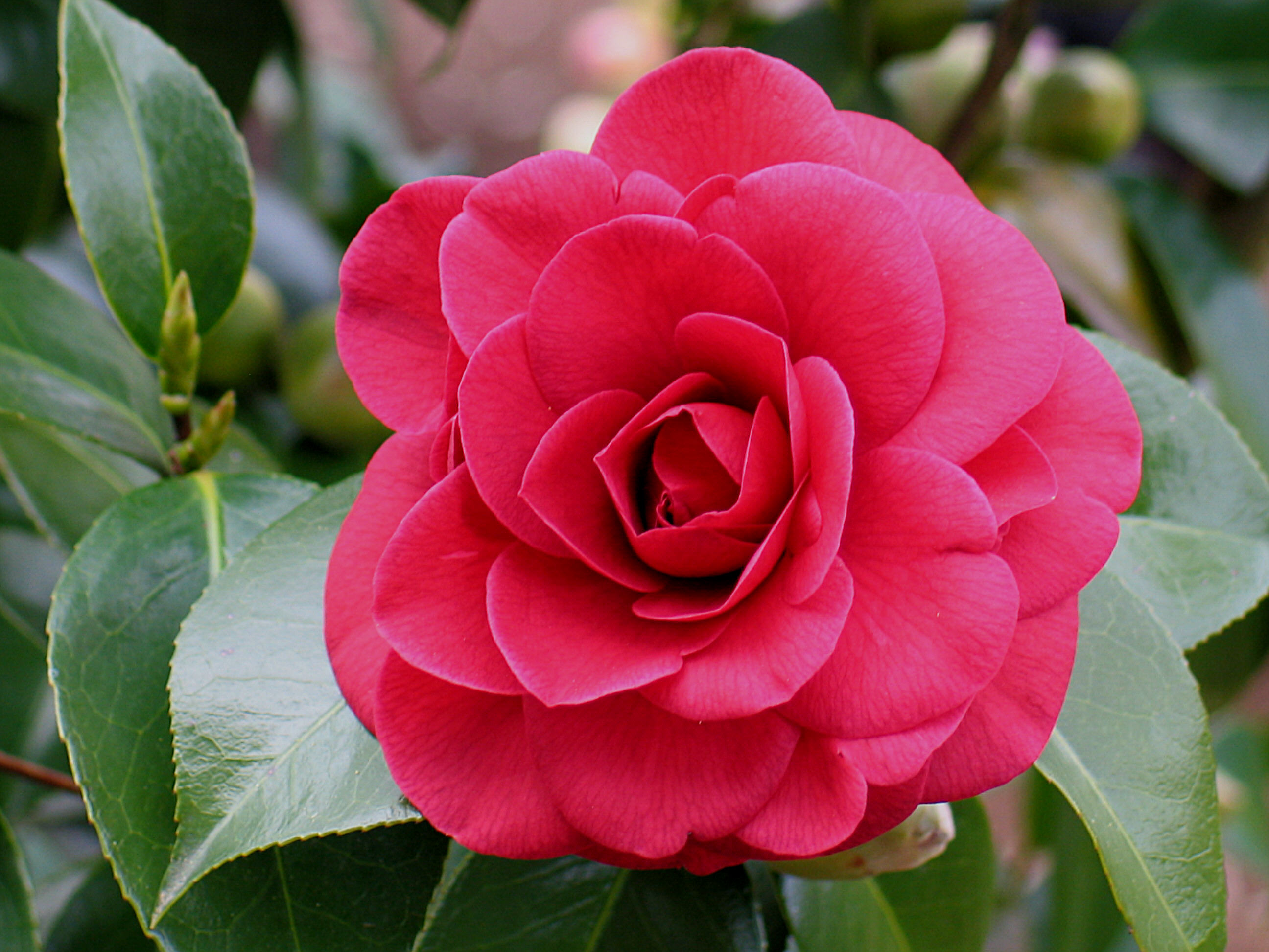 Whats Blooming....Camellias! - Flyboy Naturals, Inc