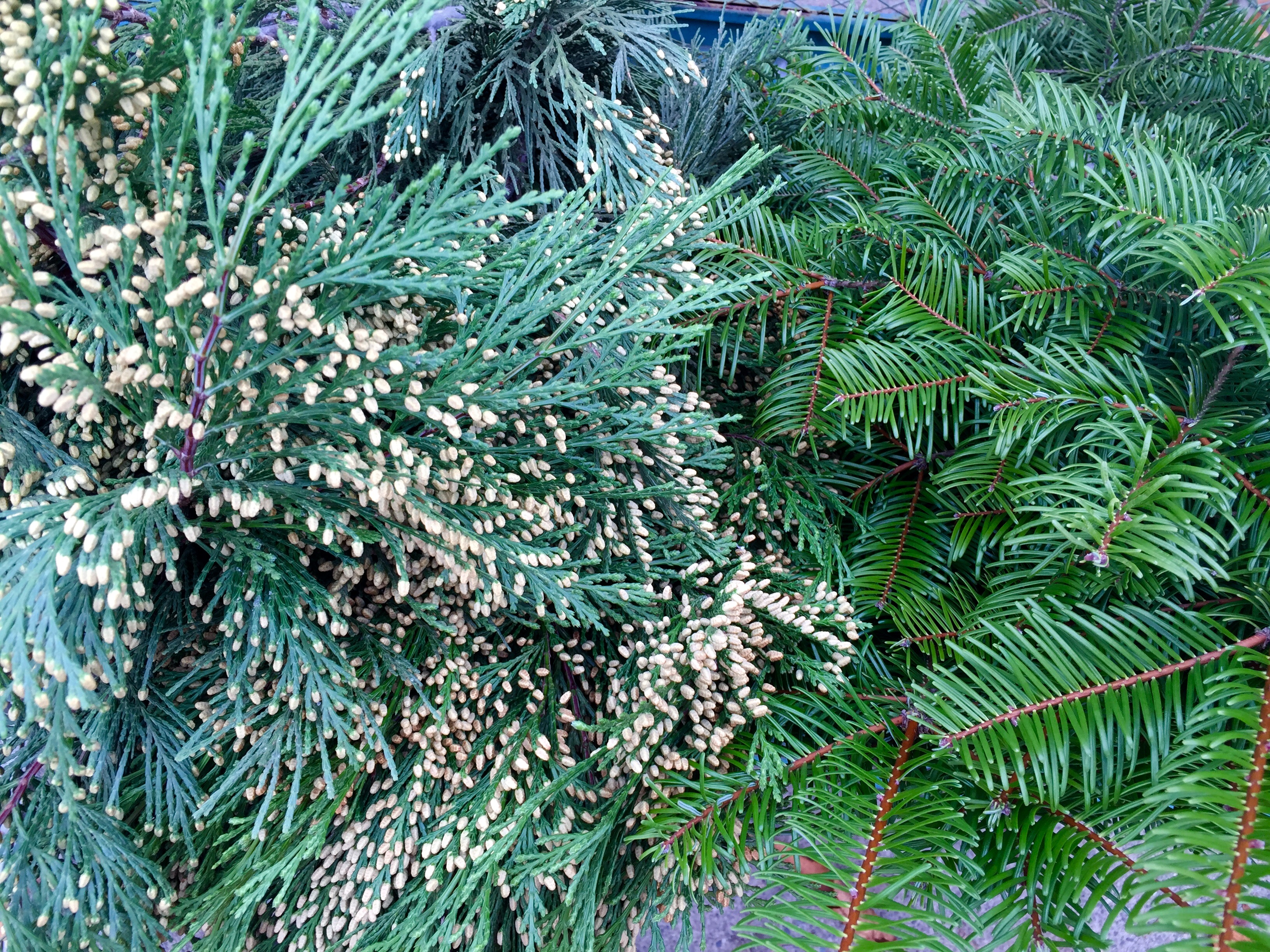 use these fresh greens to make wreaths and garlands or use them to decorate mantels and tables for the holiday our rose petals pair perfectly with these - Christmas Greens use these fresh greens to make wreaths and garlands or use them to decorate mantels and tables for the holiday our rose petals pair perfectly with these - Christmas Greens