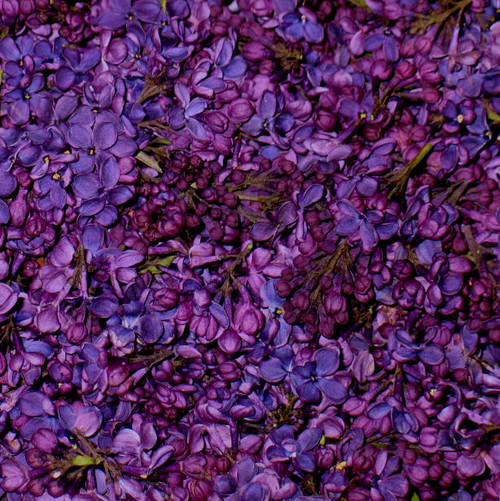 lilac petal and fman