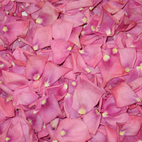 Bright Pink Preserved Freeze Dried Rose Petals