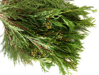 Incense Cedar Christmas Greens 20 lbs. Boughs