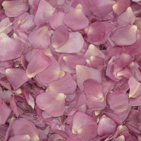 Lavender-Simply Marvelous Preserved Freeze Dried Rose Petals