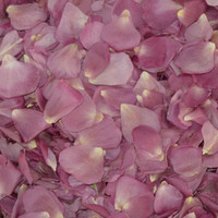 LAVENDER Preserved Freeze Dried Rose Petals
