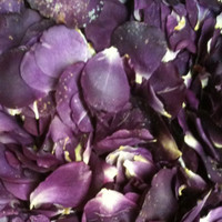 "BB" Imperfect Wild PurplePassion Preserved Freeze Dried Rose Petals