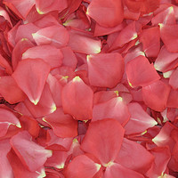 Passionate Pink Preserved Freeze Dried Rose Petals