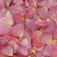 Kiss Me Quick Preserved Freeze Dried Rose Petals