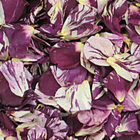 Lucky in Love Preserved Freeze Dried Rose Petals