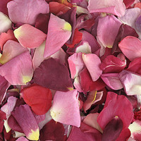 Very Berry Blend Preserved Freeze Dried Rose Petals