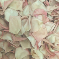 VINTAGE Preserved Freeze Dried Petals