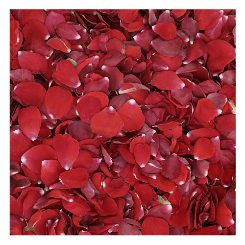 Bridal Red Rose Petals Wedding Petals From Flyboy Naturals Real Rose Petals